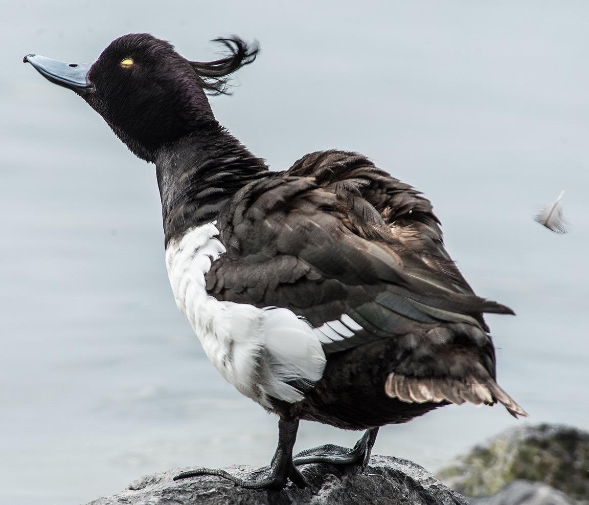 Tufted Duck Photo by Pete Myers