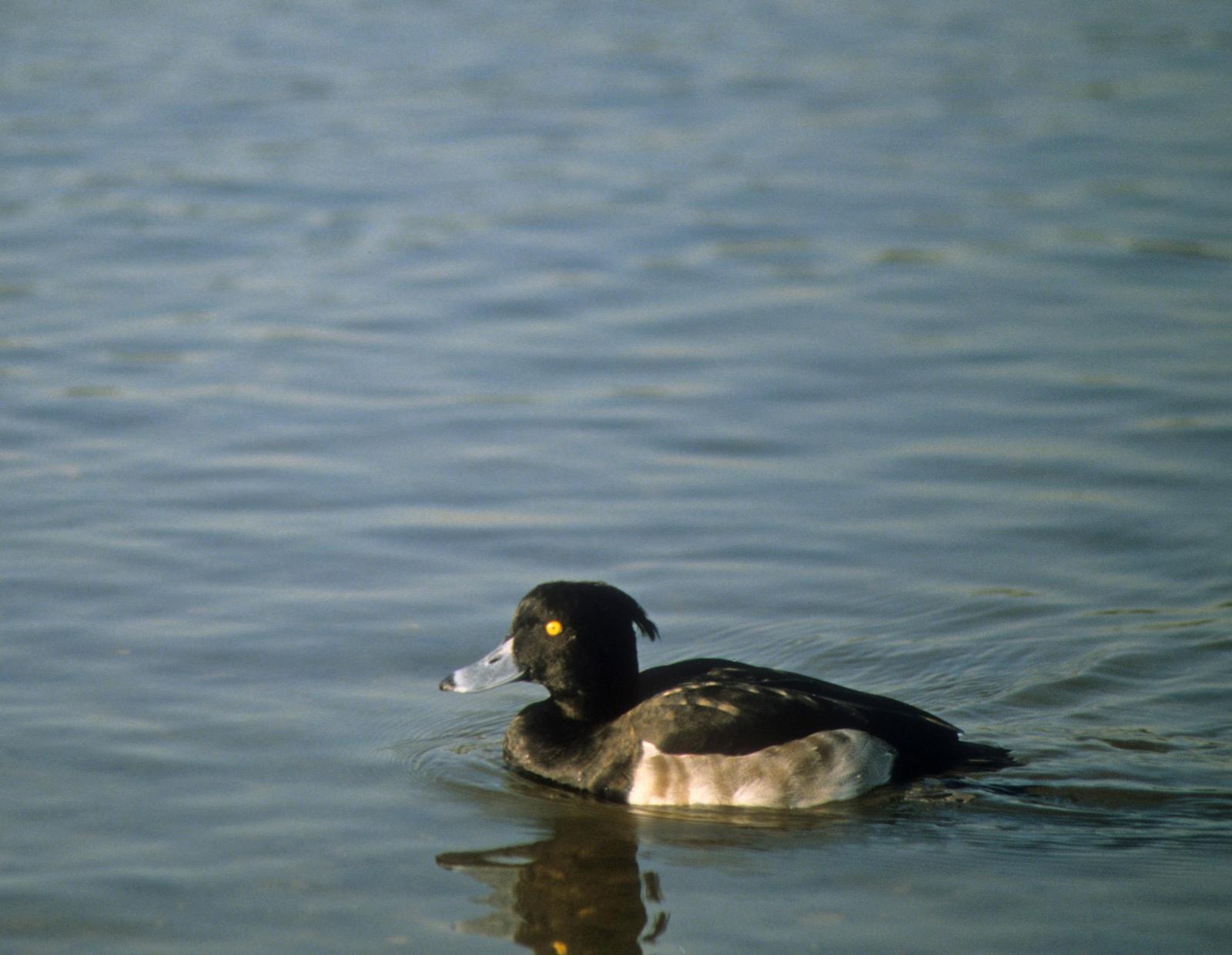 Tufted Duck Photo by Steven Mlodinow