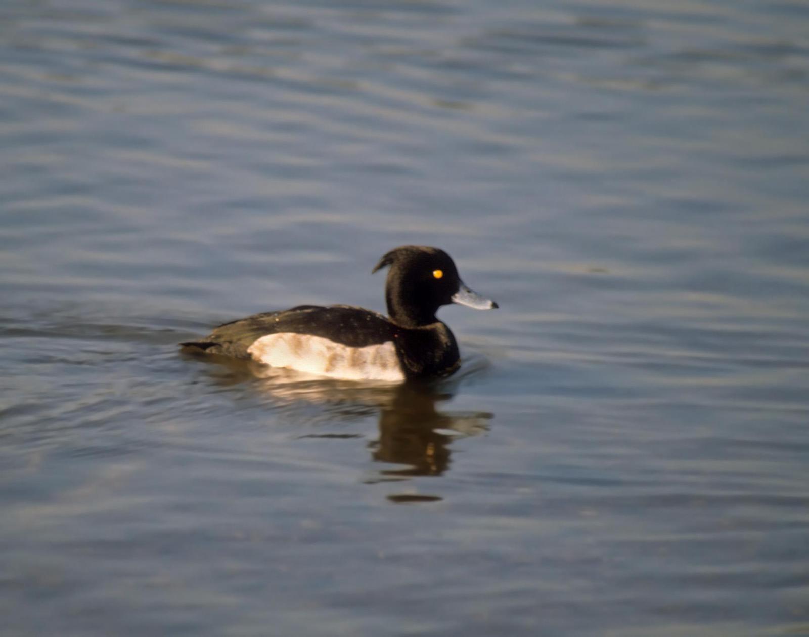 Tufted Duck Photo by Steven Mlodinow