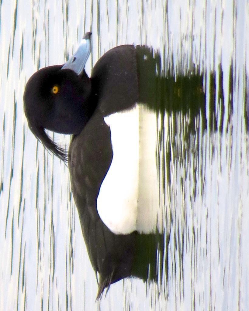 Tufted Duck Photo by Brian Avent