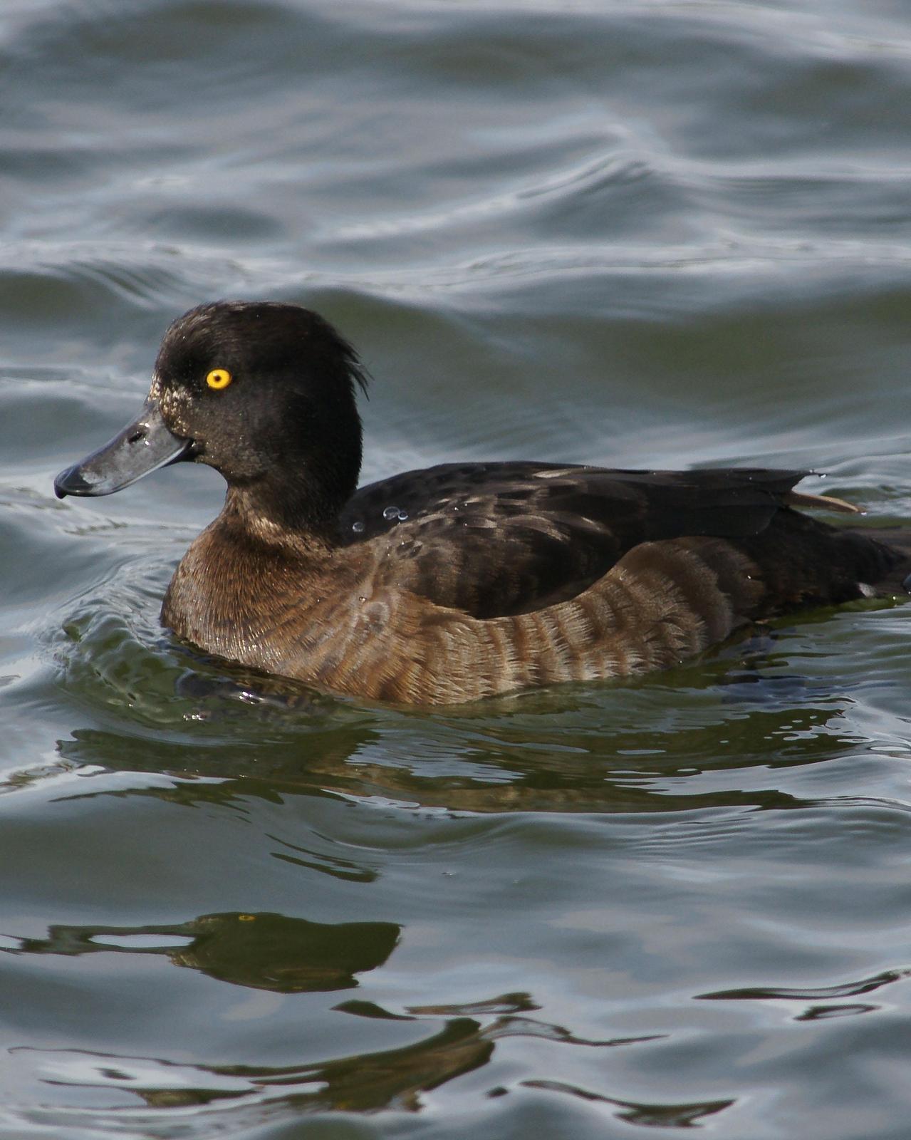 Tufted Duck Photo by Steve Percival