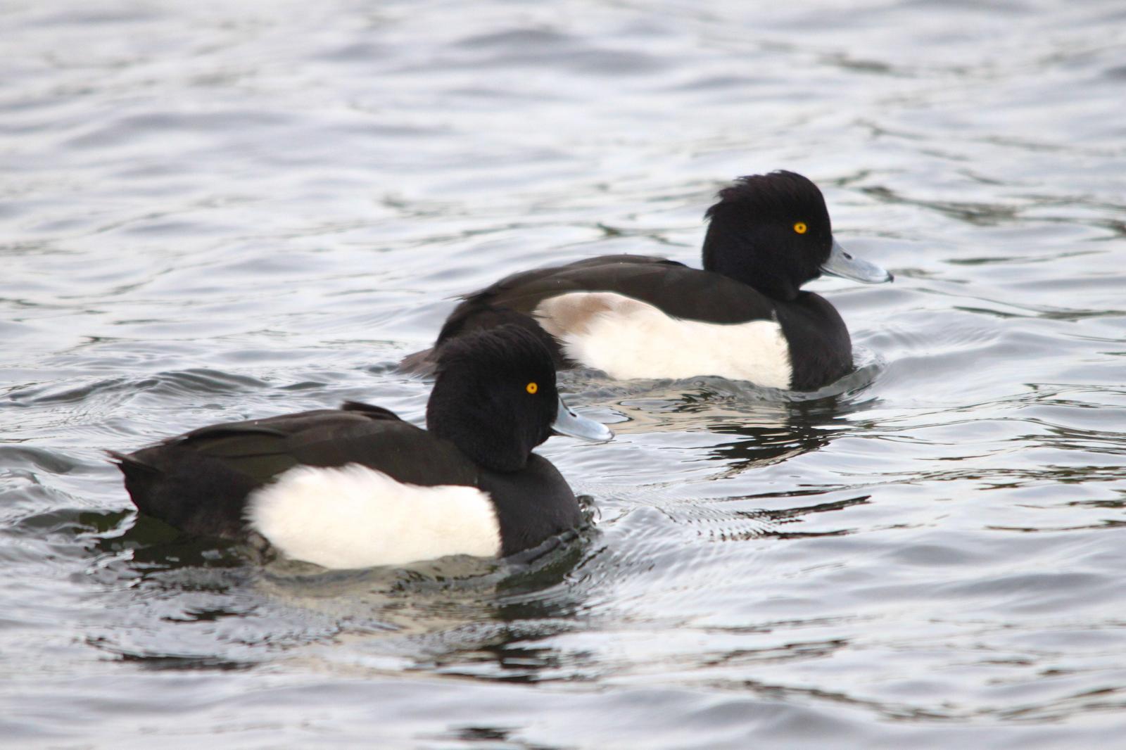 Tufted Duck Photo by Tom Ford-Hutchinson