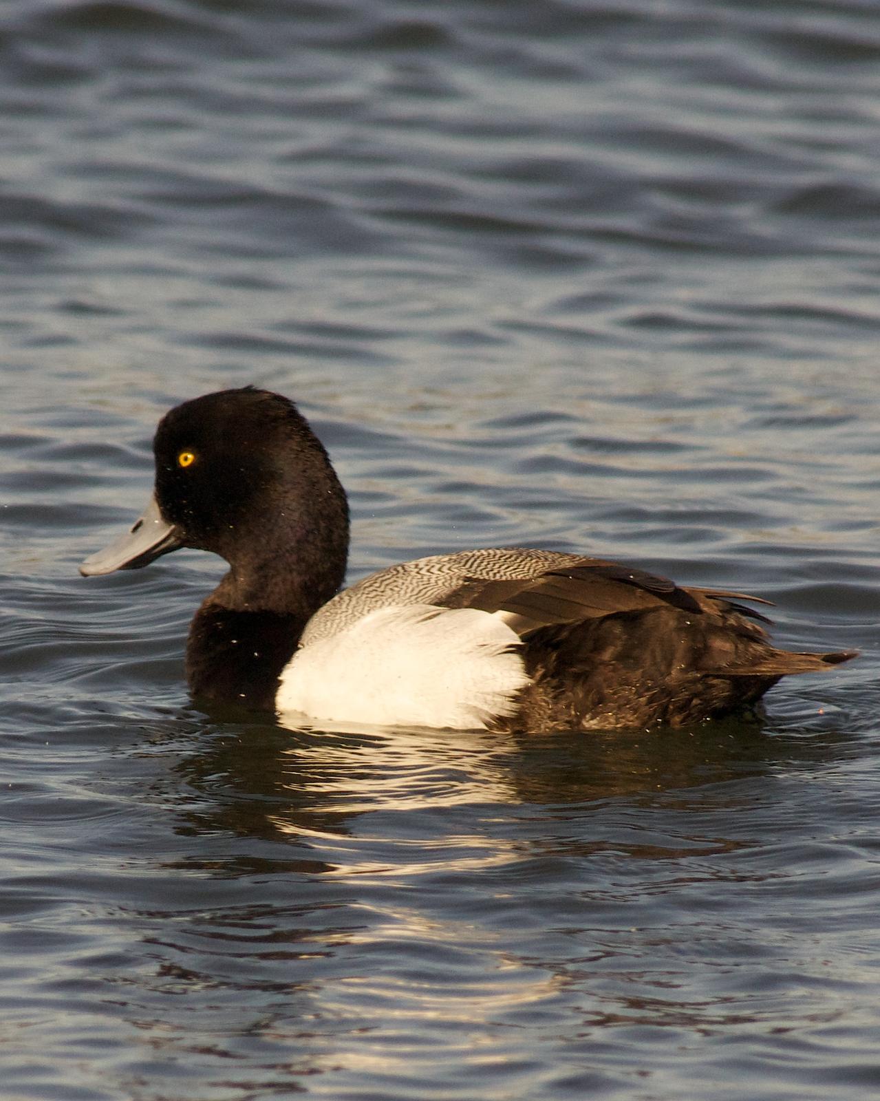 Greater Scaup Photo by Gerald Hoekstra