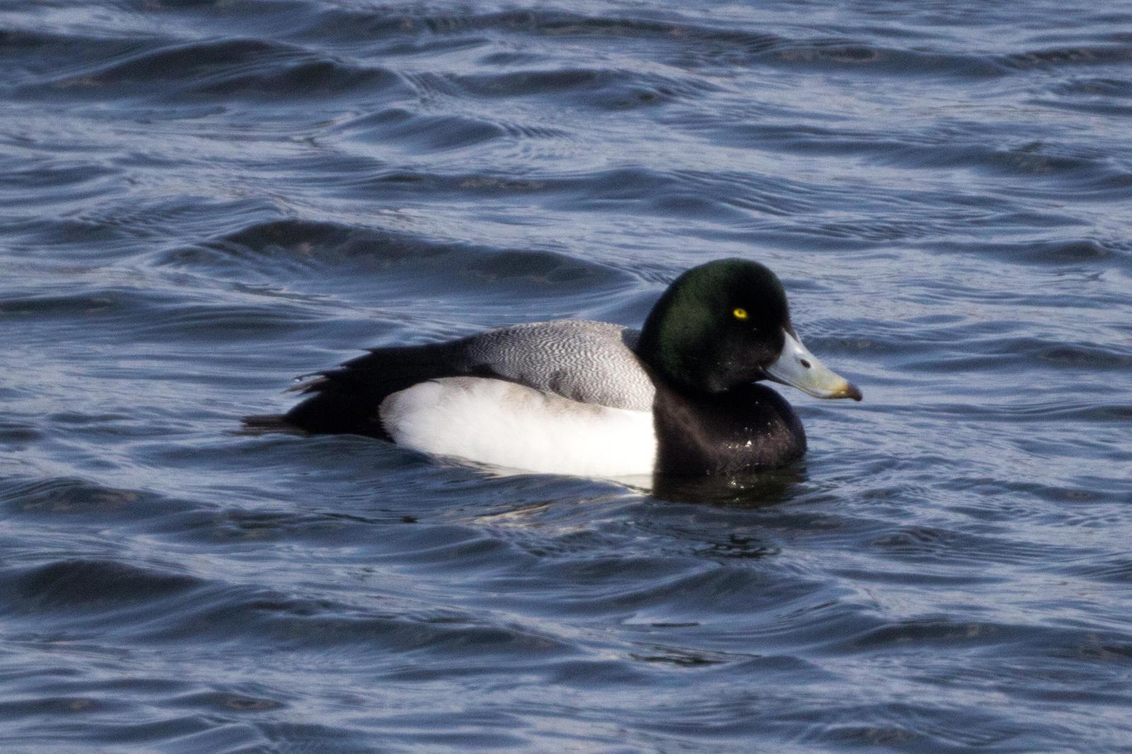 Greater Scaup Photo by Darrin Menzo