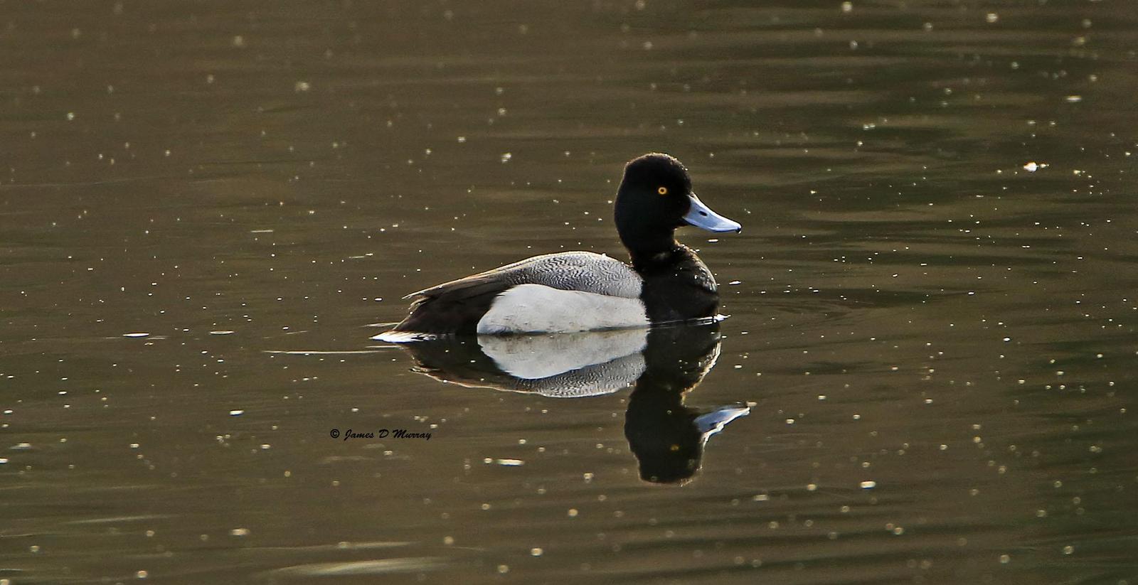 Greater Scaup Photo by Jim  Murray
