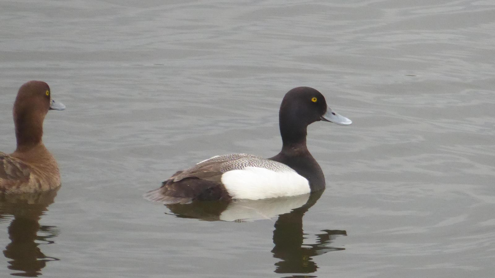 Greater Scaup Photo by Daliel Leite