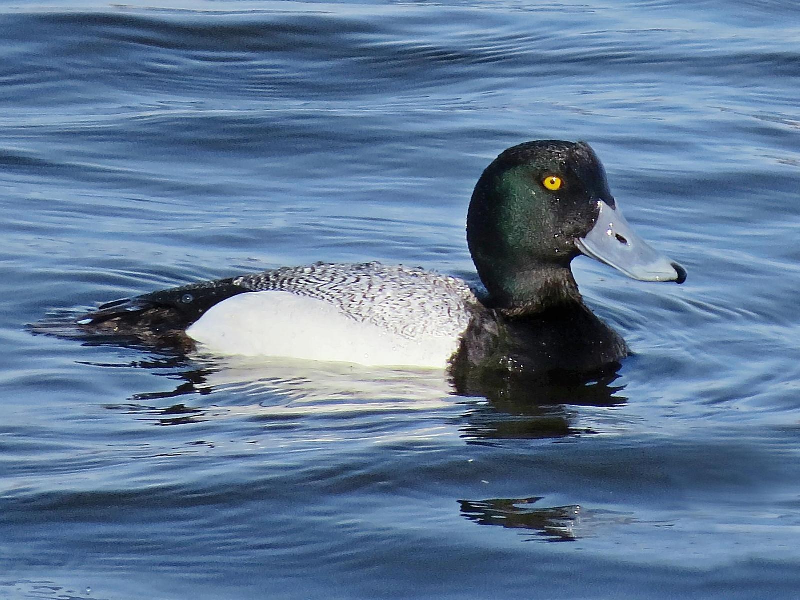 Greater Scaup Photo by Bob Neugebauer