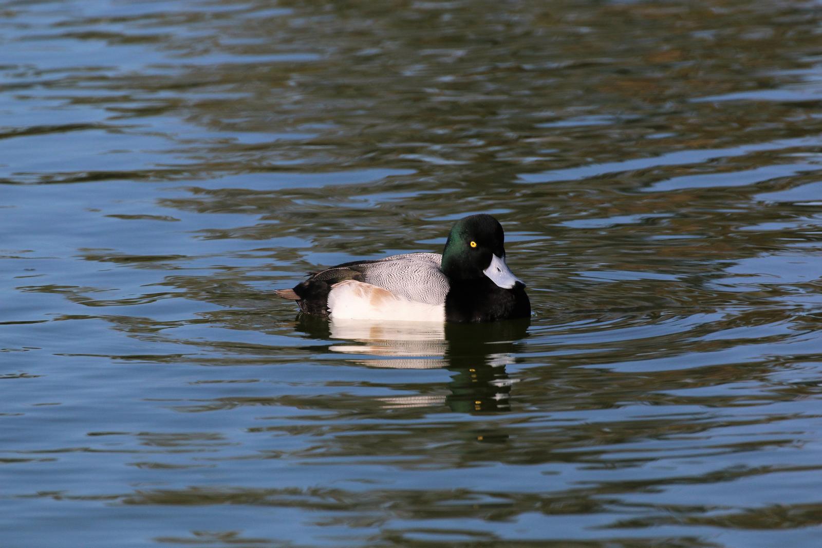 Greater Scaup Photo by Richard Jeffers