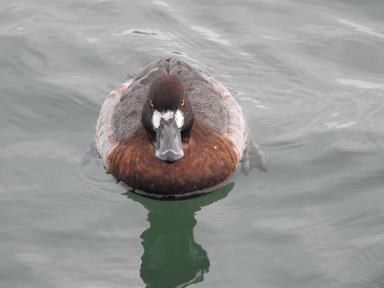 Greater Scaup Photo by Brian Avent
