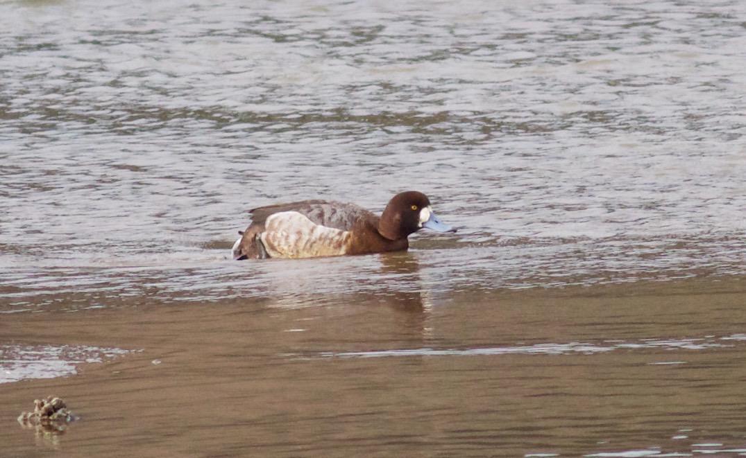 Greater Scaup Photo by Kathryn Keith