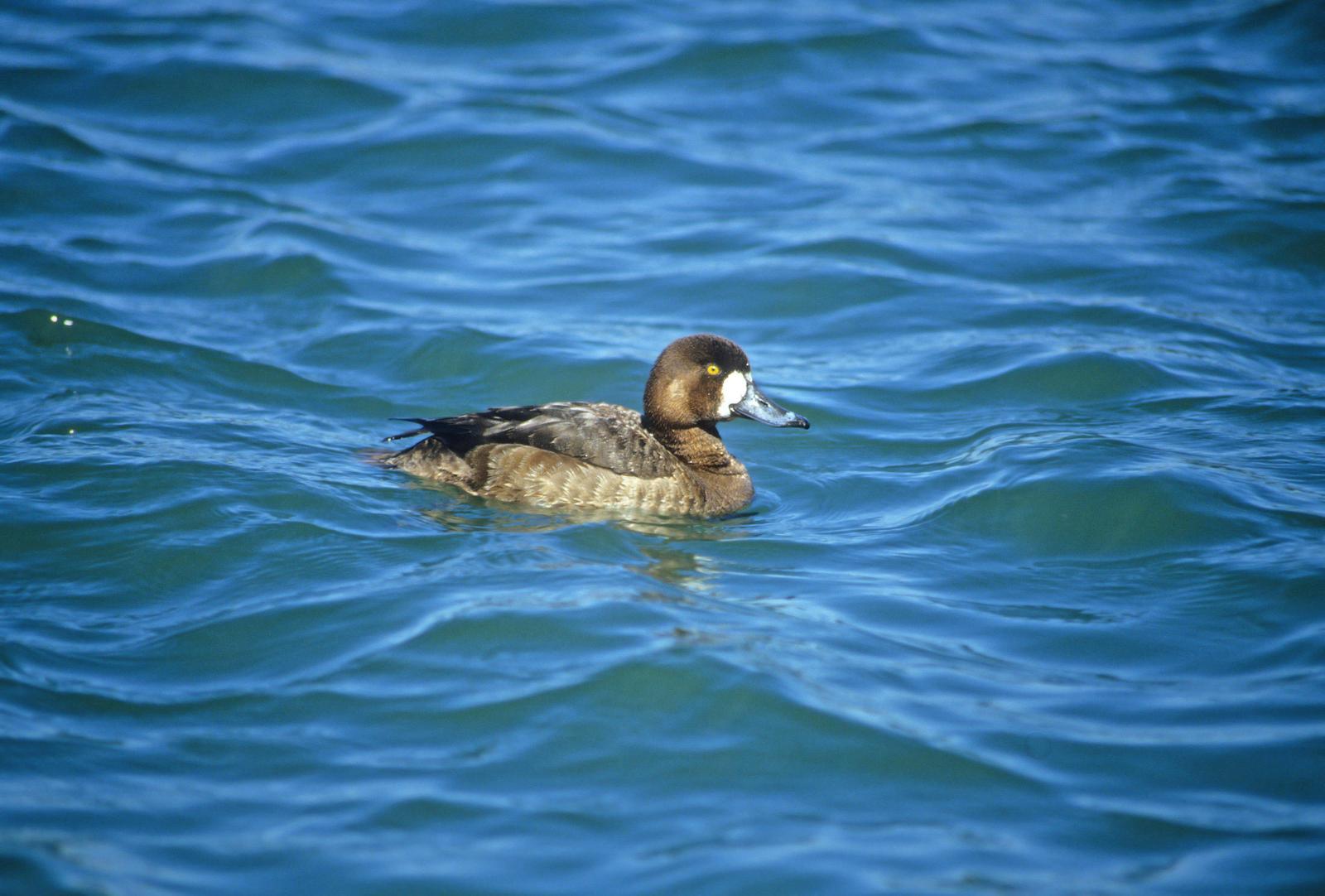 Greater Scaup Photo by Steven Mlodinow