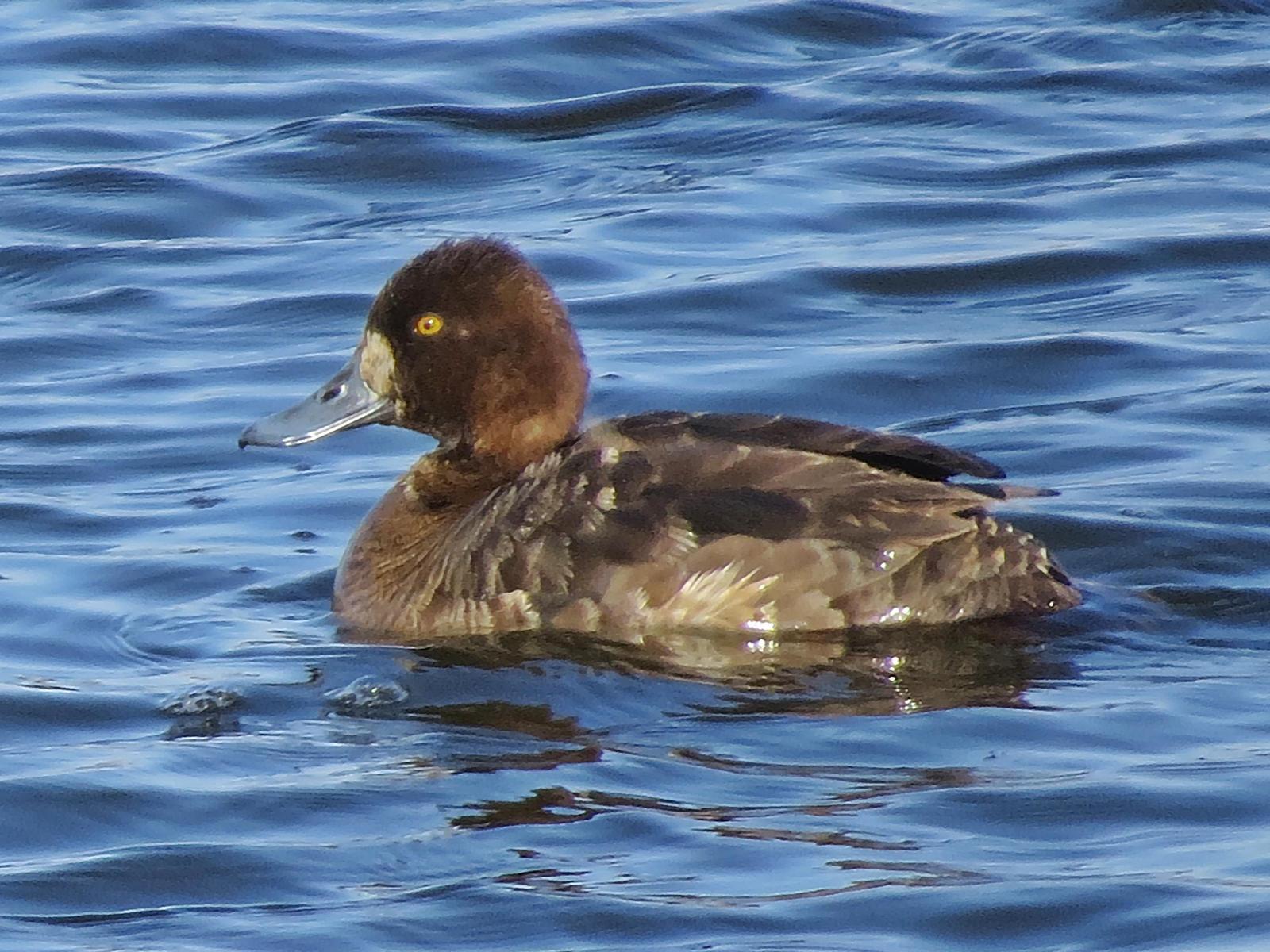 Greater Scaup Photo by Bob Neugebauer