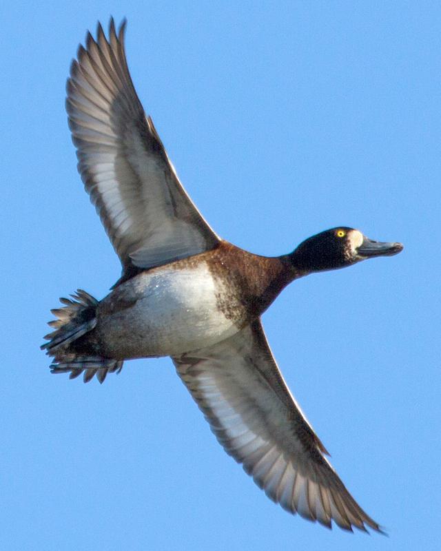 Greater Scaup Photo by Ashley Bradford