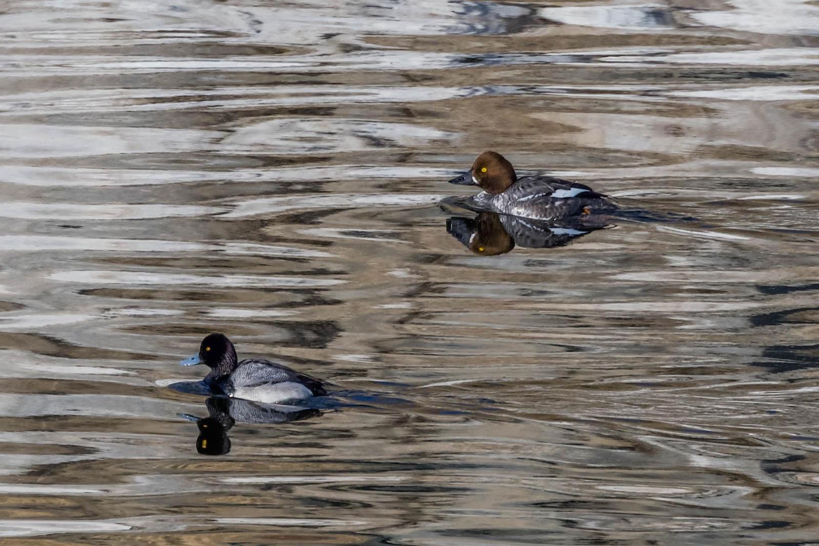 Greater Scaup Photo by Scott Yerges