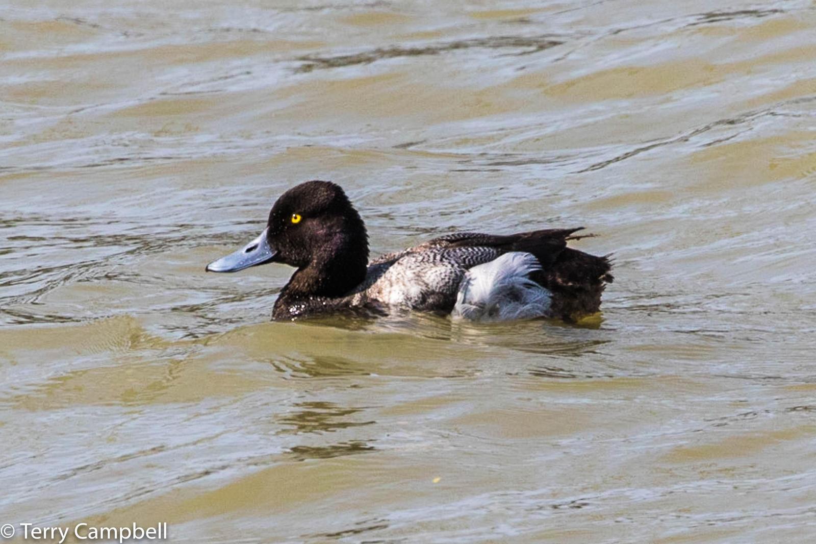 Greater Scaup Photo by Terry Campbell
