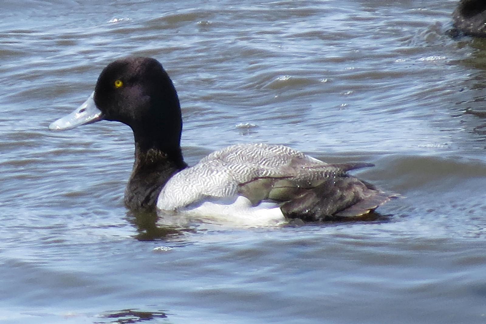 Greater Scaup Photo by Enid Bachman