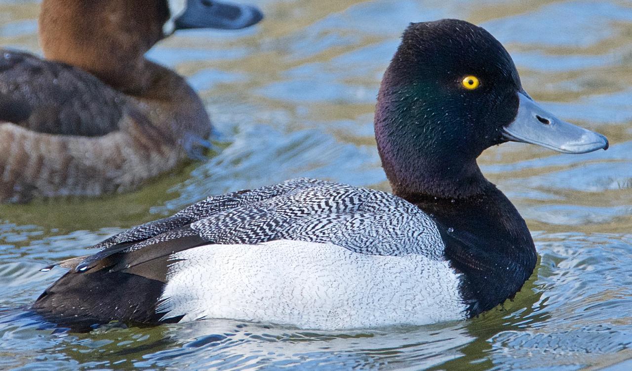 Lesser Scaup Photo by Brian Avent