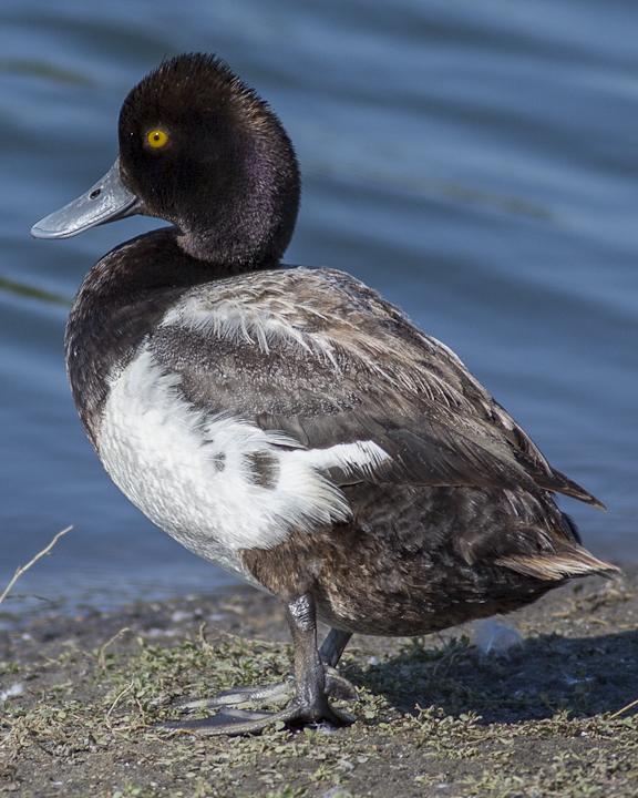 Lesser Scaup Photo by Anthony Gliozzo