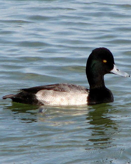 Lesser Scaup Photo by Anne Terry