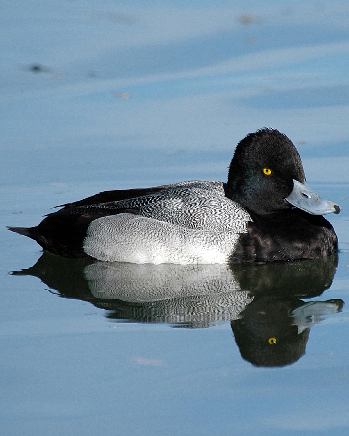 Lesser Scaup Photo by Magill Weber