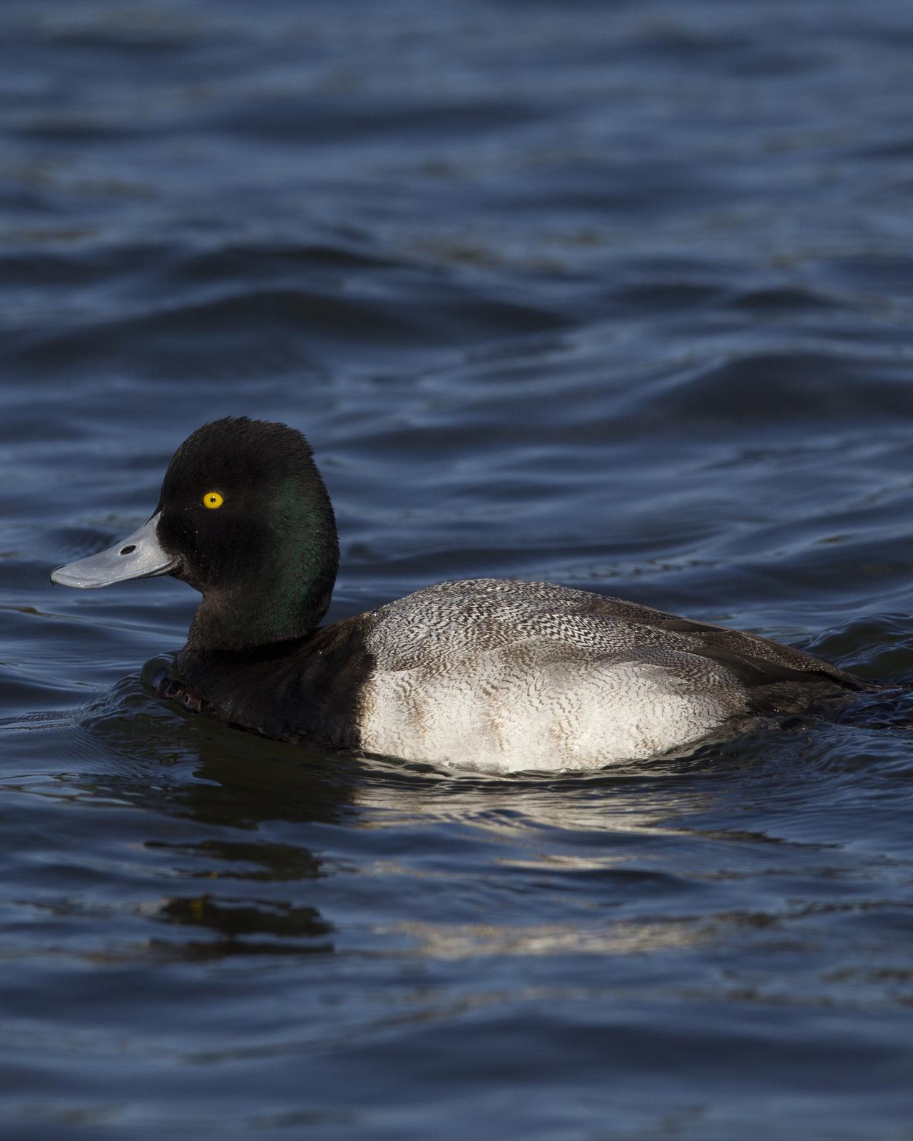 Lesser Scaup Photo by Jeff Moore