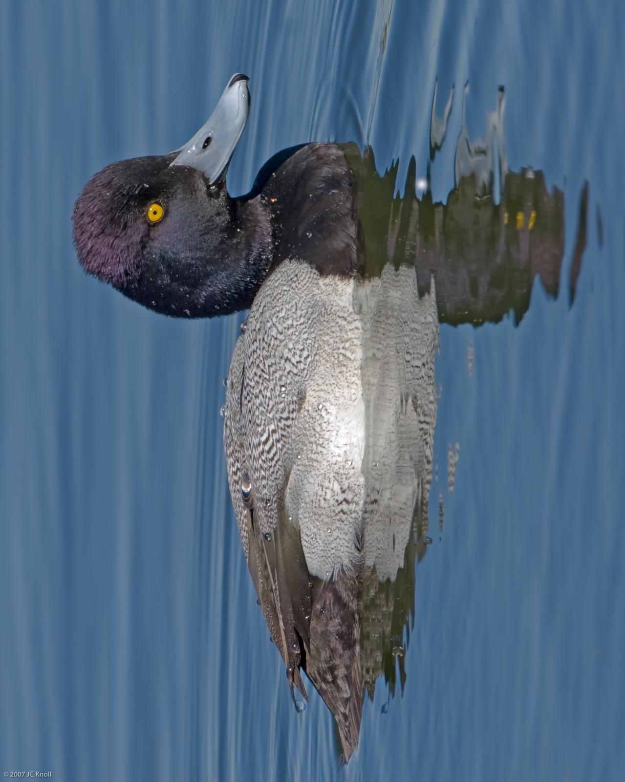 Lesser Scaup Photo by JC Knoll