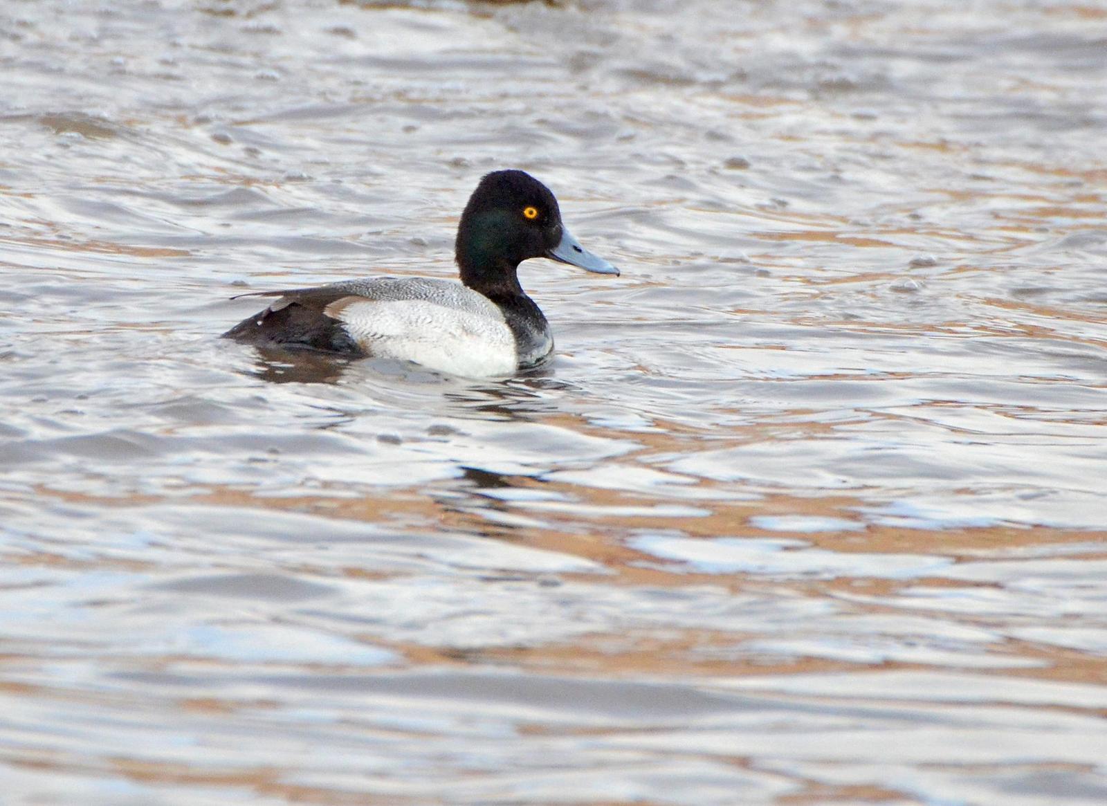 Lesser Scaup Photo by Steven Mlodinow