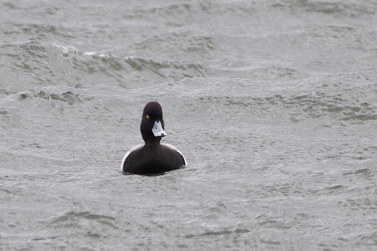 Lesser Scaup Photo by Gerald Hoekstra
