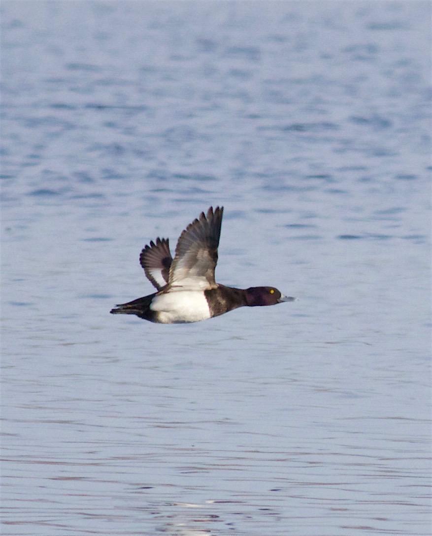 Lesser Scaup Photo by Kathryn Keith