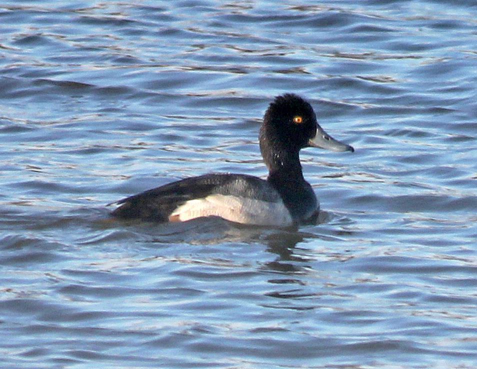Lesser Scaup Photo by Tom Gannon