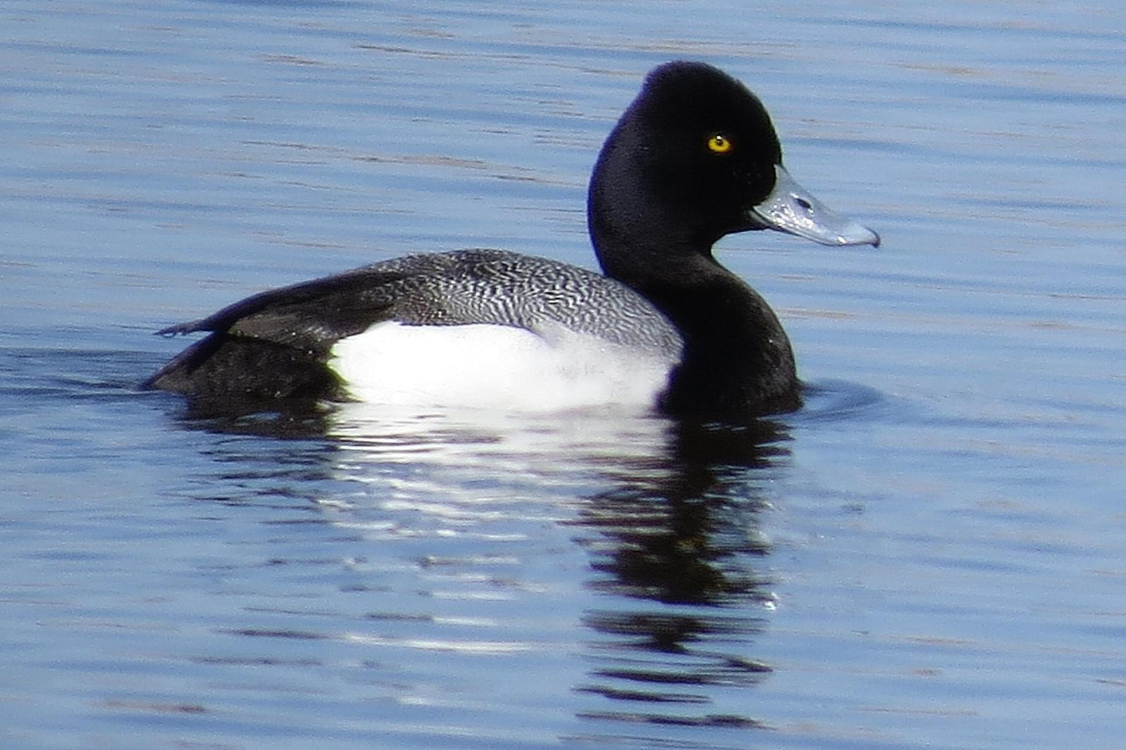 Lesser Scaup Photo by Enid Bachman