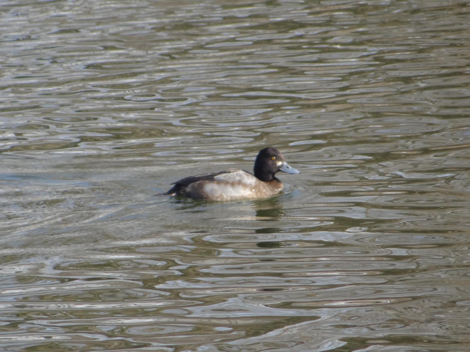 Lesser Scaup Photo by Jeff Hardy