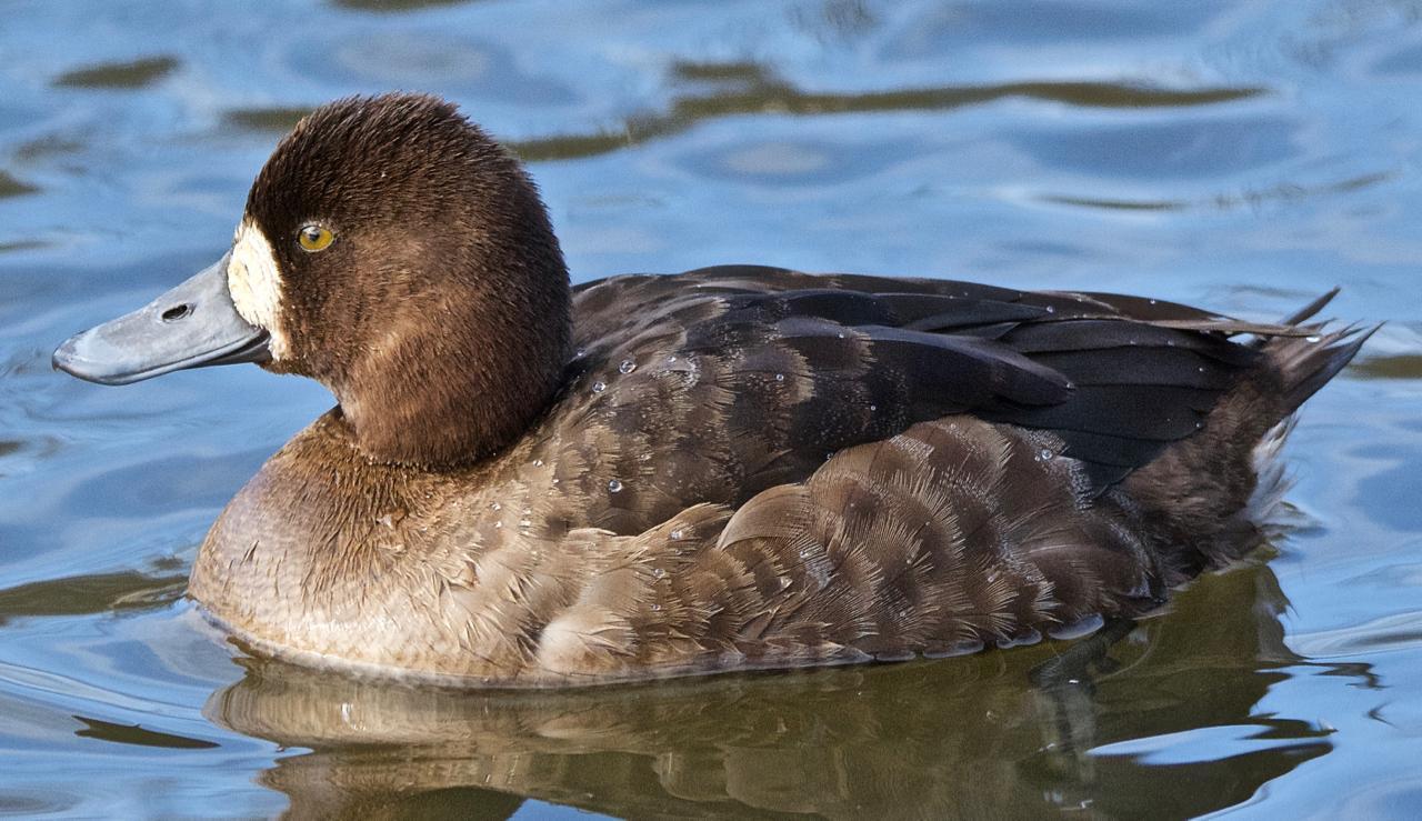 Lesser Scaup Photo by Brian Avent