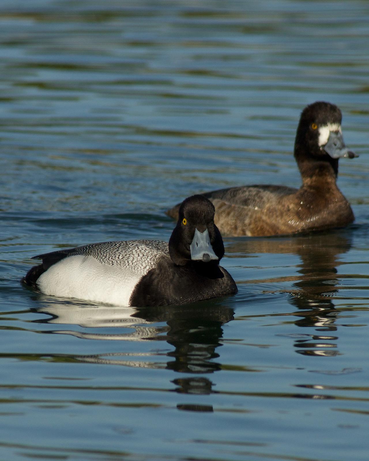 Lesser Scaup Photo by Gerald Hoekstra