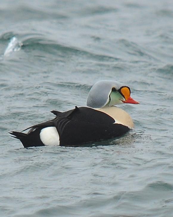 King Eider Photo by Ryan P. O'Donnell