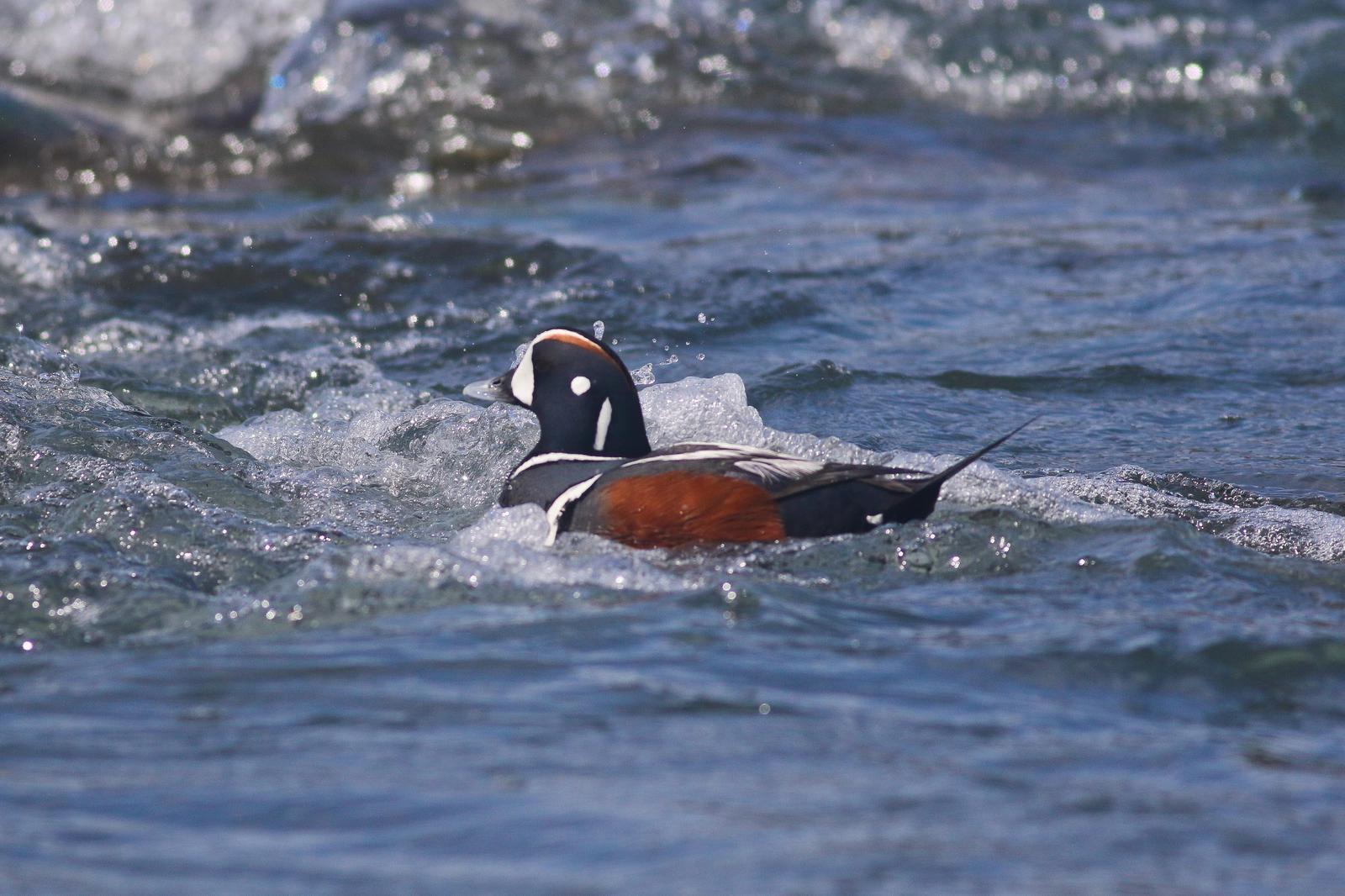 Harlequin Duck Photo by Tom Ford-Hutchinson
