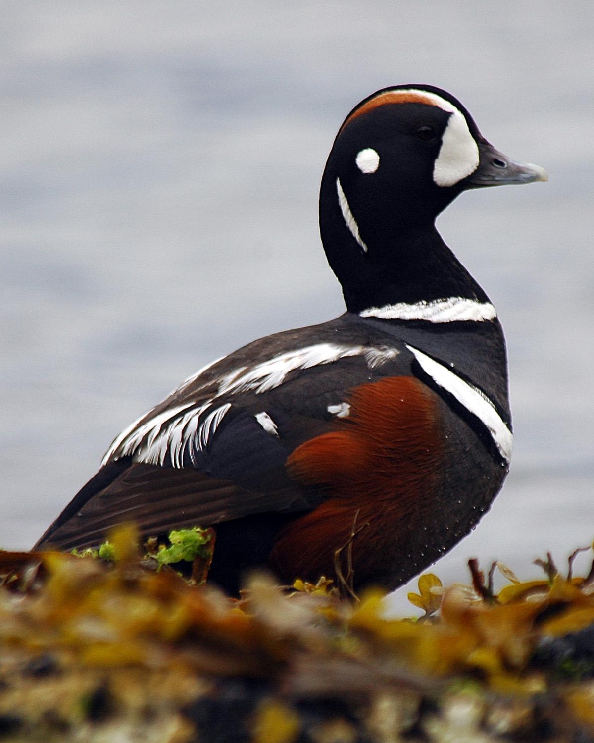 Harlequin Duck Photo by Magill Weber