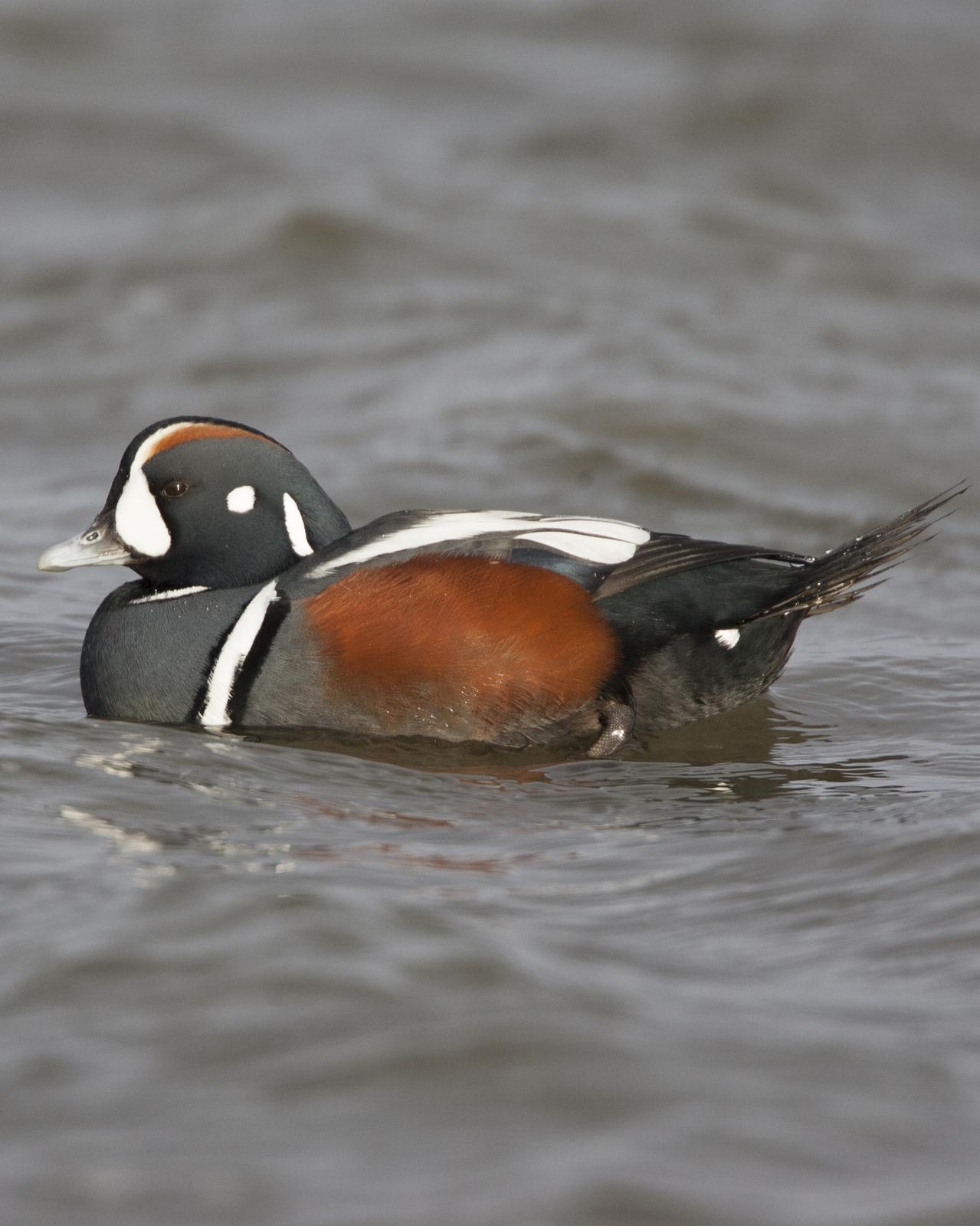 Harlequin Duck Photo by Jeff Moore