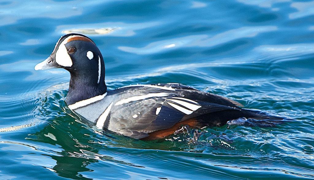 Harlequin Duck Photo by Brian Avent