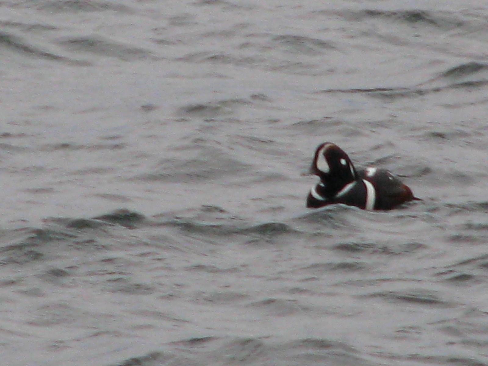 Harlequin Duck Photo by Ted Goshulak