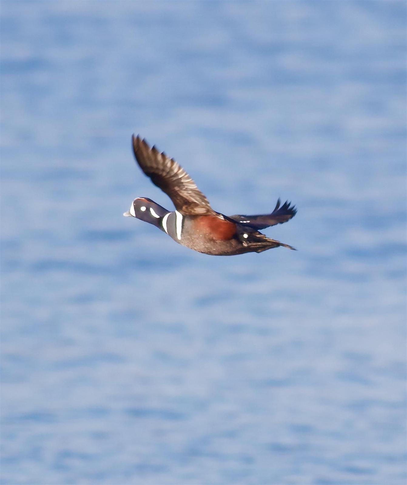 Harlequin Duck Photo by Kathryn Keith