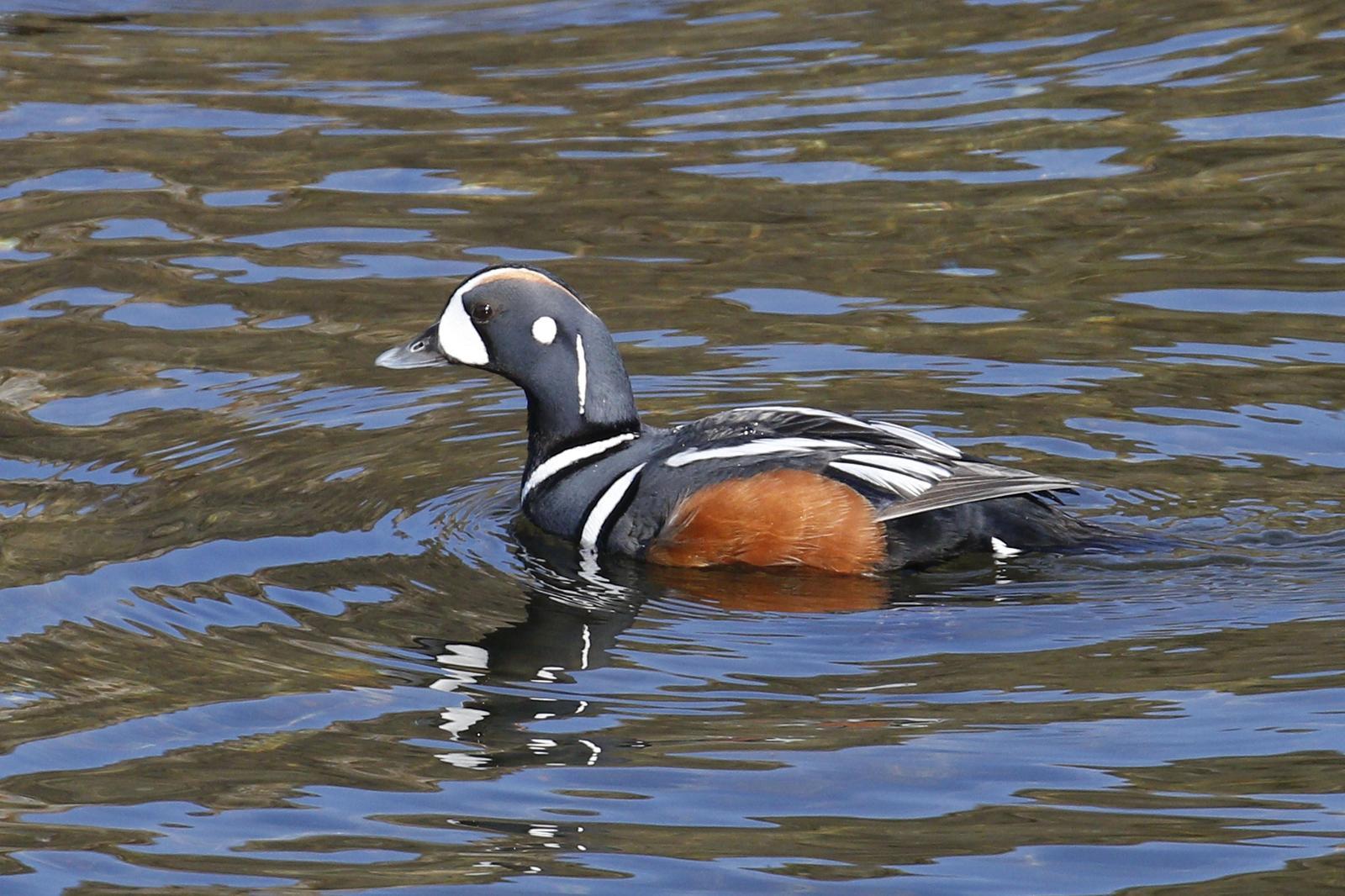 Harlequin Duck Photo by Donna Pomeroy