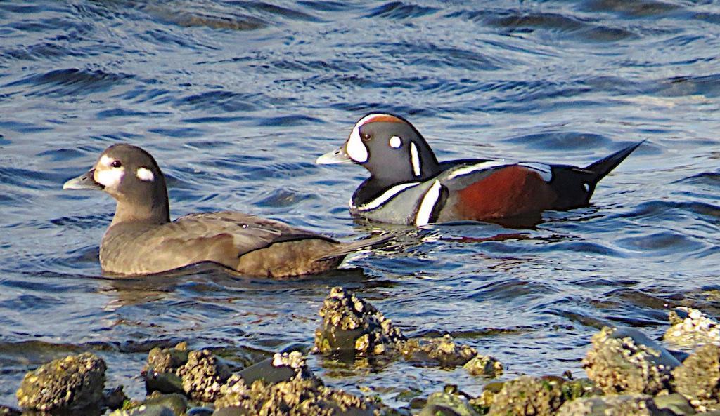Harlequin Duck Photo by Brian Avent