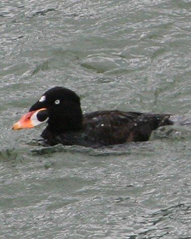 Surf Scoter Photo by Andrew Core