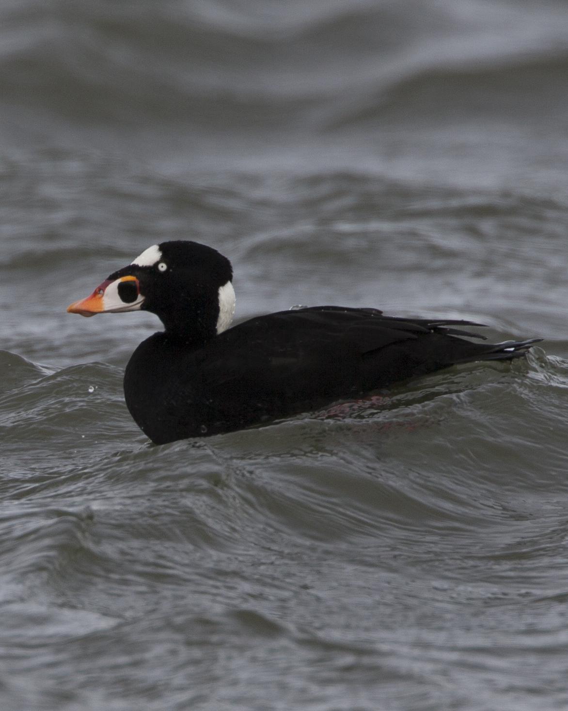 Surf Scoter Photo by Jeff Moore