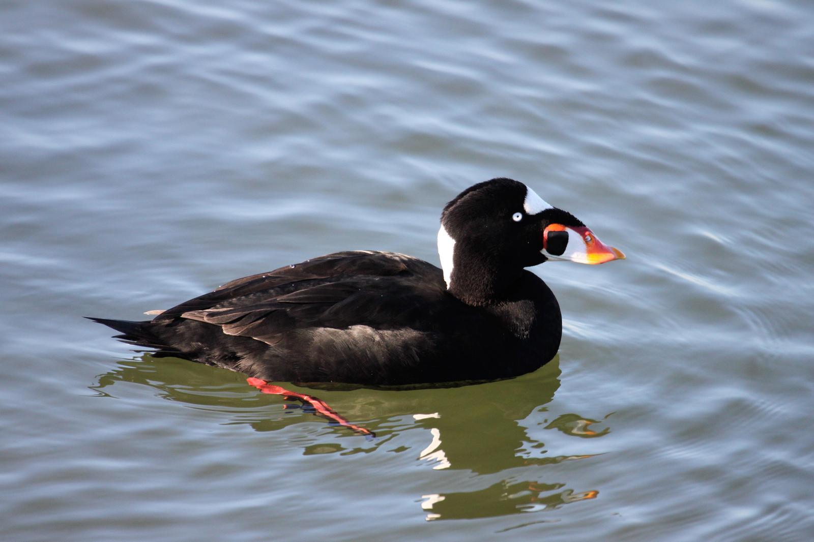 Surf Scoter Photo by Tom Ford-Hutchinson