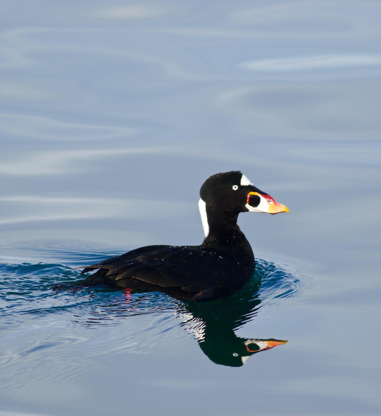 Surf Scoter Photo by Kathryn Keith