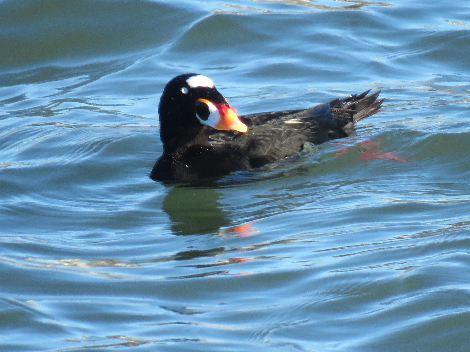 Surf Scoter Photo by Ted Goshulak