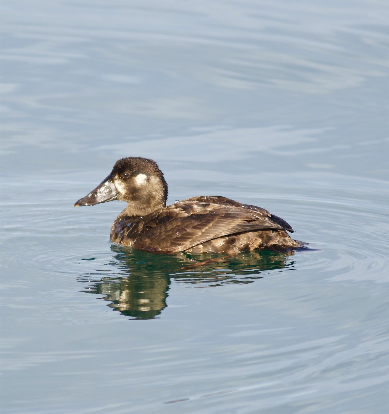 Surf Scoter Photo by Kathryn Keith