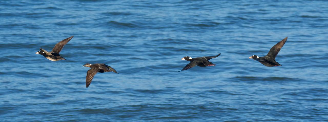 Surf Scoter Photo by Brian Avent